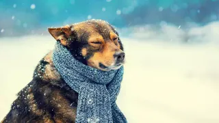 Названы породы собак, которые нуждаются в одежде зимой