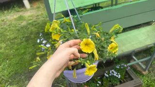 Вместо надоевшей петунии — обязательно: сажаю этот многолетник — цветы яркие, аромат на 2 км в округе