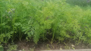 Морковь это просто обожает: в июле поливайте грядки этим и получите сладкие плоды