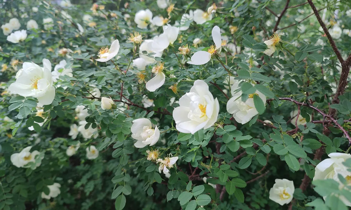 Жителям Челябинской области обещают комфортную погоду на следующей неделе