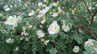 Жителям Челябинской области обещают комфортную погоду на следующей неделе