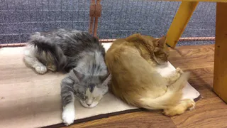 Сонное царство - рязанцы обеспокоены состоянием животных на выставке кошек