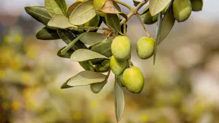 Выясняем, что полезнее, оливки или маслины