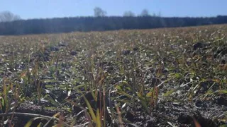 Во Владимирской области аграрии обеспокоены состоянием зерновых