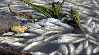 Из-за сточных вод Брянского водоканала погибла рыба в урочище Заставище