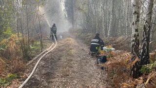 Из-за лесных пожаров жителям региона запретили ходить по лесам