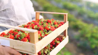 В марте бросаю горсть под кусты клубники: летом собираю урожай крупных сочных ягод