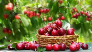 Эксперты назвали сорта вишни, которые устойчивы к заболеваниям
