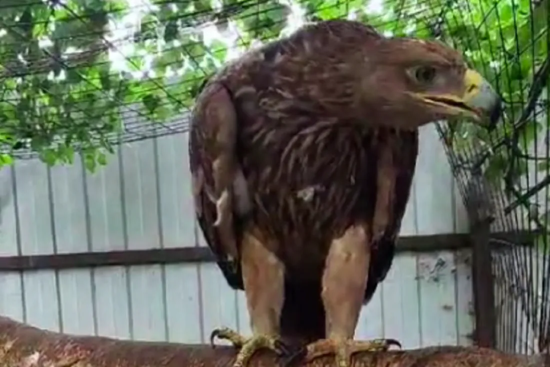 В Пензе спасли занесенную в Красную книгу птицу