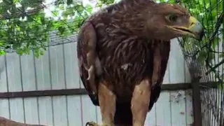 В Пензе спасли занесенную в Красную книгу птицу