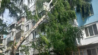 В Рязани сухое дерево рухнуло на окна жилой многоэтажки