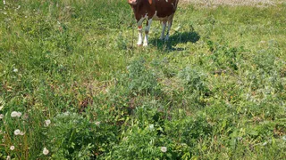 Рязанские фермеры продали 3000 коров в другие регионы и страны