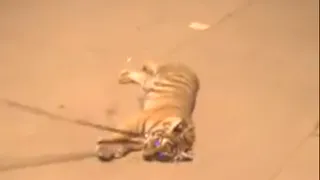 Дрессировщику, выгуливающему тигренка, грозит штраф в размере 1000 рублей