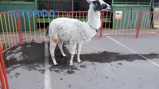 "Вокруг какие-то лужи и безумно воняет" - народный корреспондент Pro Города о ситуации в зоопарке «Ноев Ковчег»