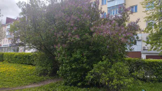 В регионе сезон пыльцевой аллергии начался раньше обычного