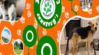 Овчарки Бонд и Бесси из приюта «Зоозабота» во Владимире ищут активную семью