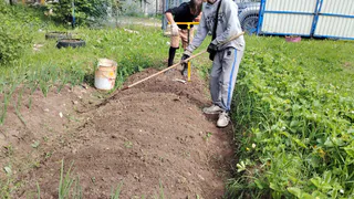 Улучшаю почву в саду и огороде – как применяю Триходерму
