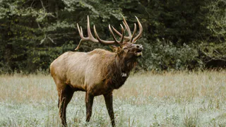 В Клепиковском районе из-за столкновения с автомобилем погиб лось
