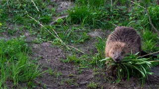 Бобры в Чебоксарах угрожают Ботаническому саду