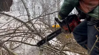 В Нижнекамске продолжаются работы по обрезке деревьев