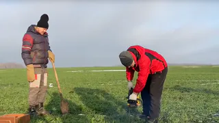 Во Владимирской области начали проверку состояния озимых культур
