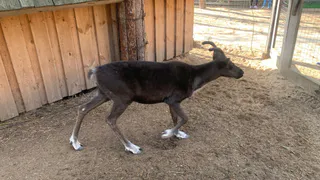 В Коми обследовали оленьи пастбища по всему региону
