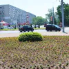 В Брянске зацвели более 160 тыс. растений на клумбах с наступлением лета