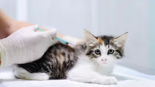 Рязанцам предложили 26 марта бесплатно привить питомцев от бешенства