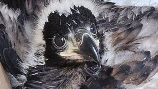 В Коми рыбаки нашли птенца вымирающего вида орлана