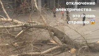 Погода не щадит: возле ТРЦ "Виктория Плаза" рухнуло дерево