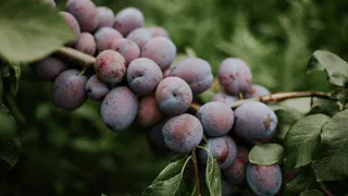 Всего 2 ложки порошка - и урожайность сливы не будет прежней: плоды очень сочные, сладкие и крупные