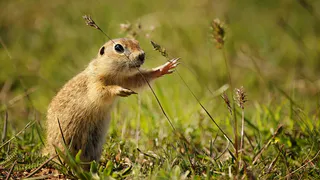 На охотника, выстрелившего в девочку в Татарстане, заведено уголовное дело