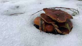 Аномально теплая погода спровоцировала появление зимних опят в пензенских лесах