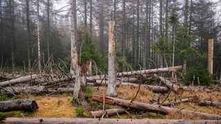 В Челябинске отменили плату за снос аварийных деревьев