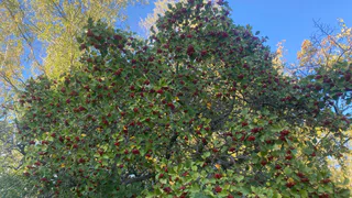 16 сентября принесёт в Коми и приятное тепло, и осадки, но в разные районы