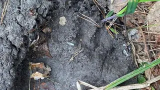 В Пензенской области следы бурого медведя обнаружили рядом с жилыми домами