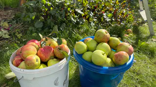 Никогда больше не отдам излишки овощей и фруктов - лучше выброшу. Один случай показал все