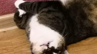 Приметы и запреты на 26 января: все внимание кошкам