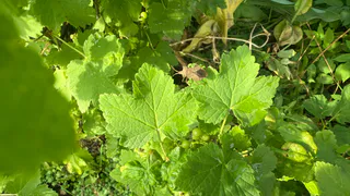 Посадила рядом со смородиной это, а через неделю не узнала кусты — тля исчезла без химии