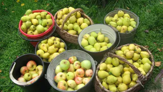 Соседи не верят, что у меня нет погреба: как я храню яблоки до мая и они остаются сочными и хрустящими