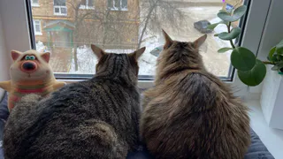 Заберут и не спросят: россиянам запретили держать в квартире домашних питомцев