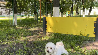 В Чебоксарах появились новые зоны для прогулок с собаками