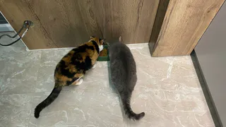 Учёные узнали, каких людей на самом деле любят и уважают кошки