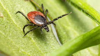 Клещи ненавидят этот запах: стоит копейки, а защищает в разы лучше магазинного аэрозоля