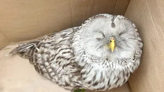 В Челябинской области горожане спасли длиннохвостую неясыть