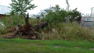 Пока в Рязани было тихо, на востоке области бушевал ураган: фото