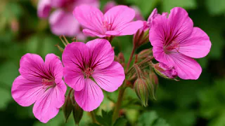 1 стакан на литр – и под корень: герань пышнее ваты – не крупа, а кладезь микроэлементов