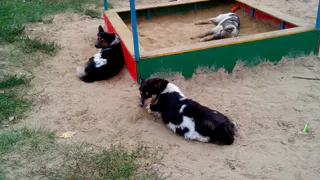 В Песочне на детской площадке поселились бродячие собаки