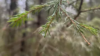 В Чувашии 8 ноября ожидаются кратковременные дожди