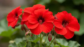 Для цветения герани — обязательно: 1 щепотка в воду — и бутоны лезут как ужаленные